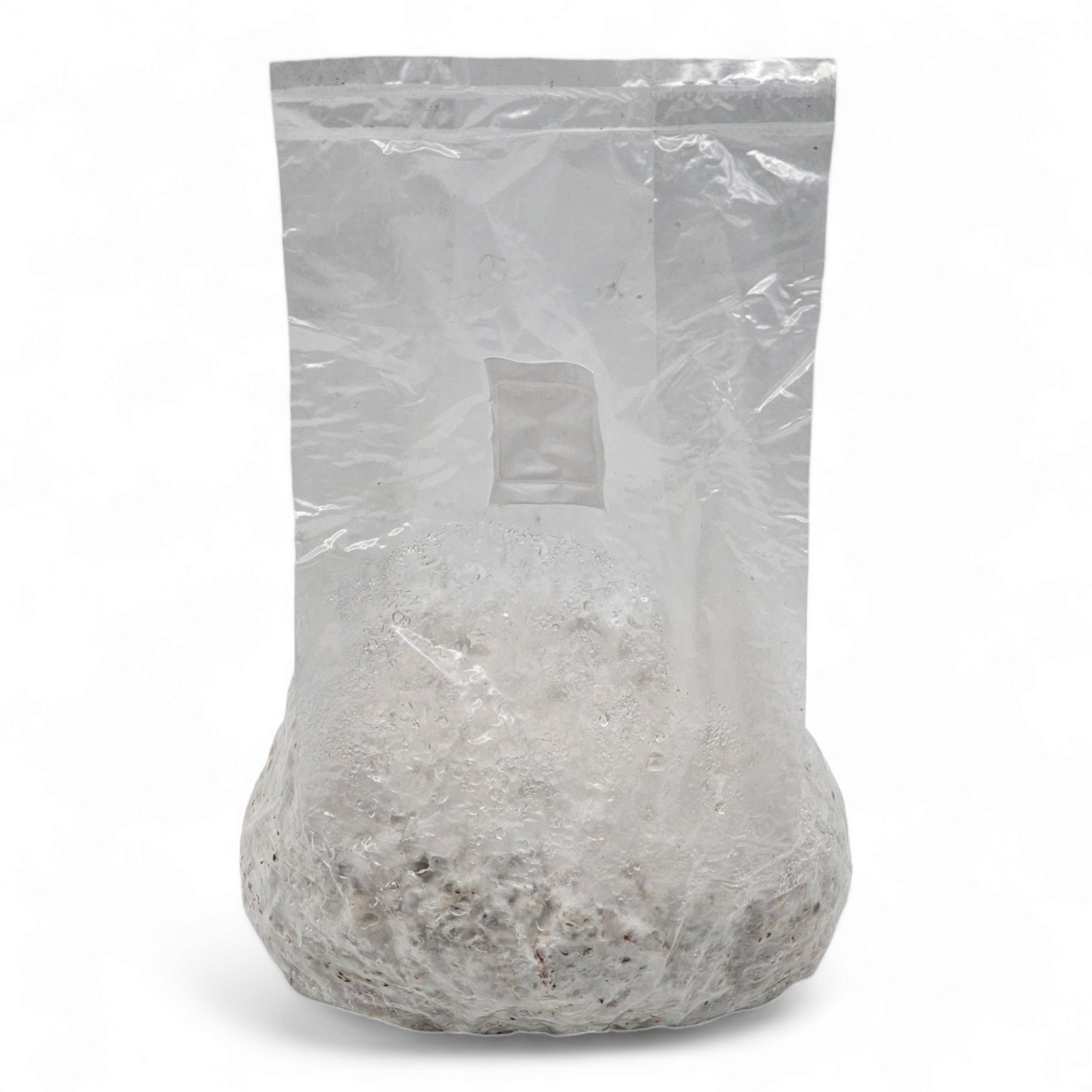 Lion's Mane Grain Spawn Bag 2.5kg MycoSupplies