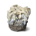 amtp magic mushroom growkit Albino Melmac TP