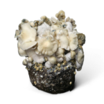 whitebilly magic mushroom growkit