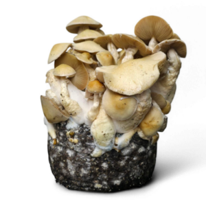 (Cascadian Teacher) Magic Mushroom Growkit - Philosophr - Image 1