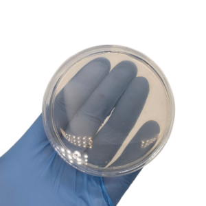 Spore Starter Agar Petri Dish 10x - Image 1