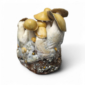 mac galactic magic mushroom growkit