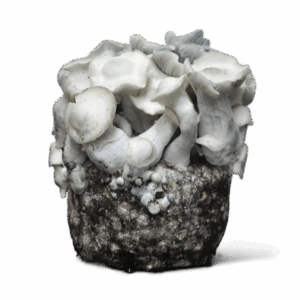 APE221 Magic Mushroom Growkit