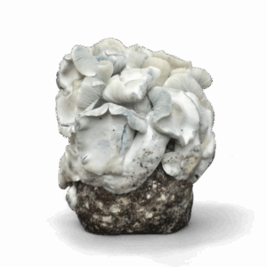APE221 Magic Mushroom Growkit - Image 3