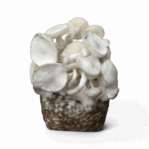 Leucistic JMF Magic Mushroom Growkit