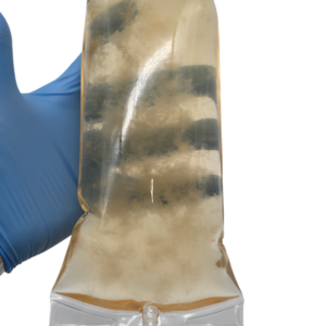 Bulk Liquid Culture IV Bags (Colonized) - Image 3