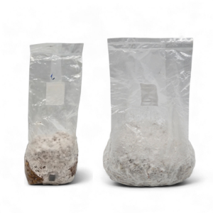 Colonized Grain Spawn - Image 1