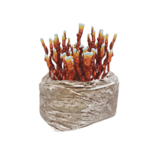 Reishi Medicinal Mushroom Growkit - Image 1